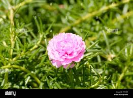 Image result for Portulacaceae