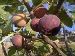 The King Of Figs Youtube Fig King Fruit