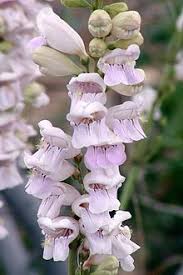 Penstemon love hot, sunny, dry growing conditions. Penstemon Wikipedia