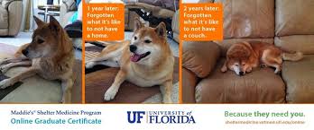 The earliest trading data for shiba inu is on august of 2020 (based on current exchange data). Sunsin 2 Year Graduation Shibu Inu What Is Like Dog Cat