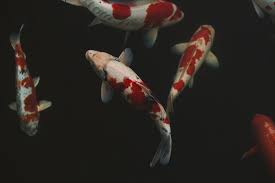 We have 3 different types of mermaid tails. 500 Koi Fish Pictures Download Free Images On Unsplash