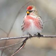 Ontario Bird Red Head Brown Body Pin By Marjeanne Sanders On Birds Pretty Birds Pet Birds Beautiful Birds