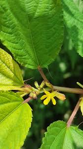 Image result for Corchorus aestuans