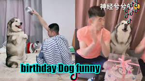 New Funny Dog In Tik Tok Surprise Dog Happy Birthday And Sing Song Surprised Dog Funny Dogs Songs To Sing