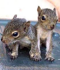 Baby Squirrels Baby Squirrel Cute Baby Animals Baby Animals