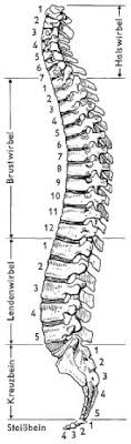 Wirbelsaule Lexikon Der Biologie