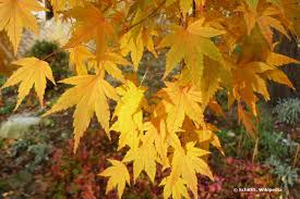 Der japanische ahorn (acer palmatum) ist ein bunter baum, der immer häufiger im garten zu sehen ist. Japanischer Ahorn Acer Japonicum Pflege Anleitung