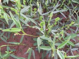 Image result for Zornia setosa