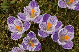 Im sommer oder herbst sollte die erde dagegen eher trocken sein. Krokus Pflanzen Pflege Und Vermehren Der Krokusse Gartendialog De