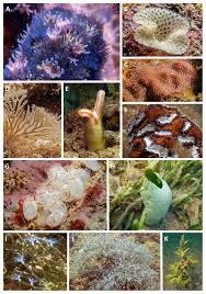 Image result for Selago lacunosa