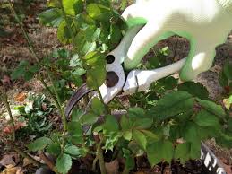 You can do this by hand (use gloves) or with a hand rake, again taking care not to damage the plant or its roots. Gardening Tips Break The Challenge Of Growing Osiria Rose Getrather Com