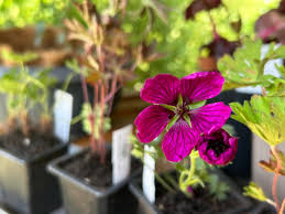 Image result for Geranium ocellatum