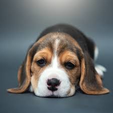 Zur behandlung von schleimigem stuhl können folgende homöpathische mittel eingesetzt werden Schleimiger Hundekot