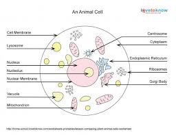 Check spelling or type a new query. 35 Label Cell Organelles Worksheet Labels Database 2020