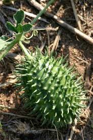 Image result for Cucumis zeyheri