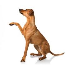 Natural Dog Treats Chews All Top Uk Brands In One Place