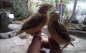 08/03/2009 pukul 09:06 om kicau burung branjangan. Kabar Terbaru Cara Merawat Burung Branjangan Semoga Cepat Gacor Kabarterbaru Co
