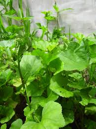 Image result for Malva verticillata