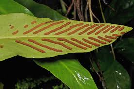 Image result for Loxogramme