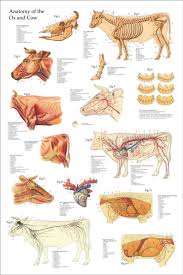 Cow Skeletal Muscle Anatomy Poster Wall Chart 24 X 36 In 2021 Anatomy Animal Medicine Dog Anatomy