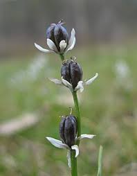 Image result for Wurmbea angustifolia