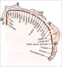 What Part Of The Body Has The Most Nerve Endings Quora