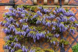 Image result for Wisteria