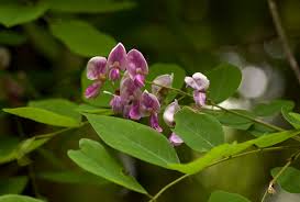 Image result for Millettia usaramensis