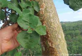 Image result for Ficus tettensis