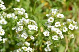 Check spelling or type a new query. Best Plants To Grow That Groundhogs Don T Eat