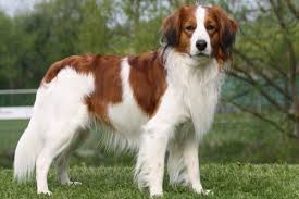 Als eingetragener verein und vom. Manusia S Youri Kooikerhondje Verein
