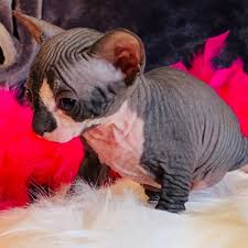 He is demanding of human attention and will do anything for a laugh. Alluring Hairless Cats Sphynx Kittens Home Home Facebook