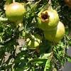 In addition to the decorative foliage and flowers, it is mainly the fruits that make the pomegranate tree so desirable. 1