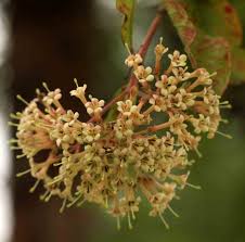 Image result for Crossopteryx