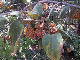 Image result for Combretum collinum