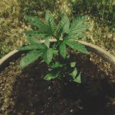 Maybe you would like to learn more about one of these? Lerne Wie Man Autoflowers Anbaut Ein Woche Fur Woche Leitfaden Rqs Blog