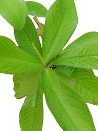 Image result for Euphorbia grantii