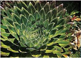 Image result for Anthospermum usambarense