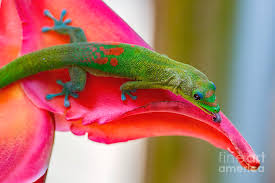 We have a biologist on site. Gold Dust Day Gecko 3 Photograph By Daniel Knighton