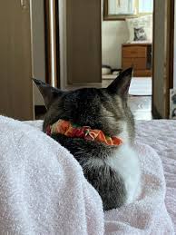 はるたろうくんは正式譲渡、フータくんは終生預かり決定です | 盛岡の猫カフェもりねこのブログ〜もりねこライフ〜