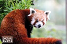 Medailles et patrimoine collection europeennee. Bienvenue Zooparc De Beauval Beauval Panda Roux Animaux