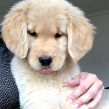 807 Likes 25 Comments Oshie Golden Bear Oshiegoldenbear On Instagram Some Smol Tongue Slips For This Tongueout Yavru Kopek Kedi Kopek Sevimli Kopekler