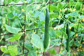 Indoor plant care basics and cool crops are those that can be planted earliest in the spring. 10 Best Climbing Vegetable Plants Urban Garden Gal