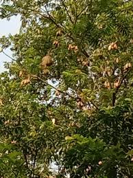 Anggota koramil 08/la lakukan pam disektor wisata | fokus. Nyaris Punah Burung Manyar Berkembang Biak Di Desa Ciranggon