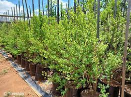 Image result for Hypericum revolutum