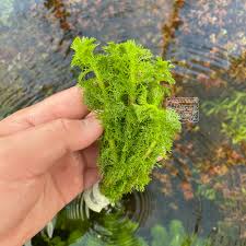 Image result for Limnophila