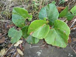 Image result for Rhoicissus tomentosa