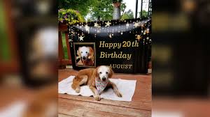 2 golden retriever puppies for sale in arizona. Tennessee Dog Augie Celebrates 20th Birthday To Become Oldest Golden Retriever In History Cnn