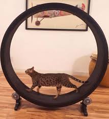 kediler icin egzersiz zamani cat exercise wheel cat exercise exercise wheel