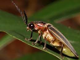 Posts About Free Insect Wallpaper On I Love Flower Beetles S Blog Insects Beetle Wallpaper